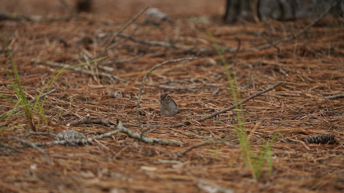 Chipping Sparrow - ML623833872
