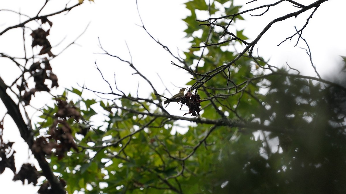 Tennessee Warbler - ML623833881