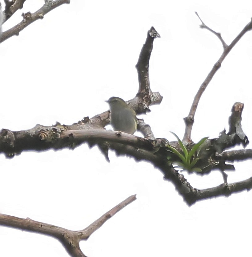 White-ruffed Manakin - ML623833886