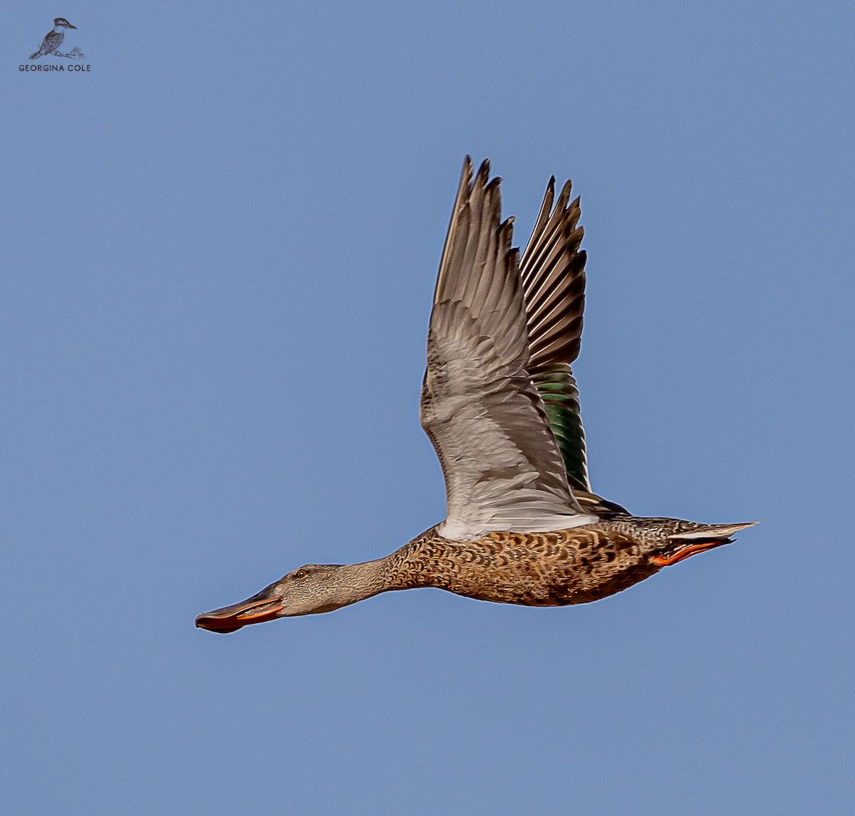 Northern Shoveler - ML623833887