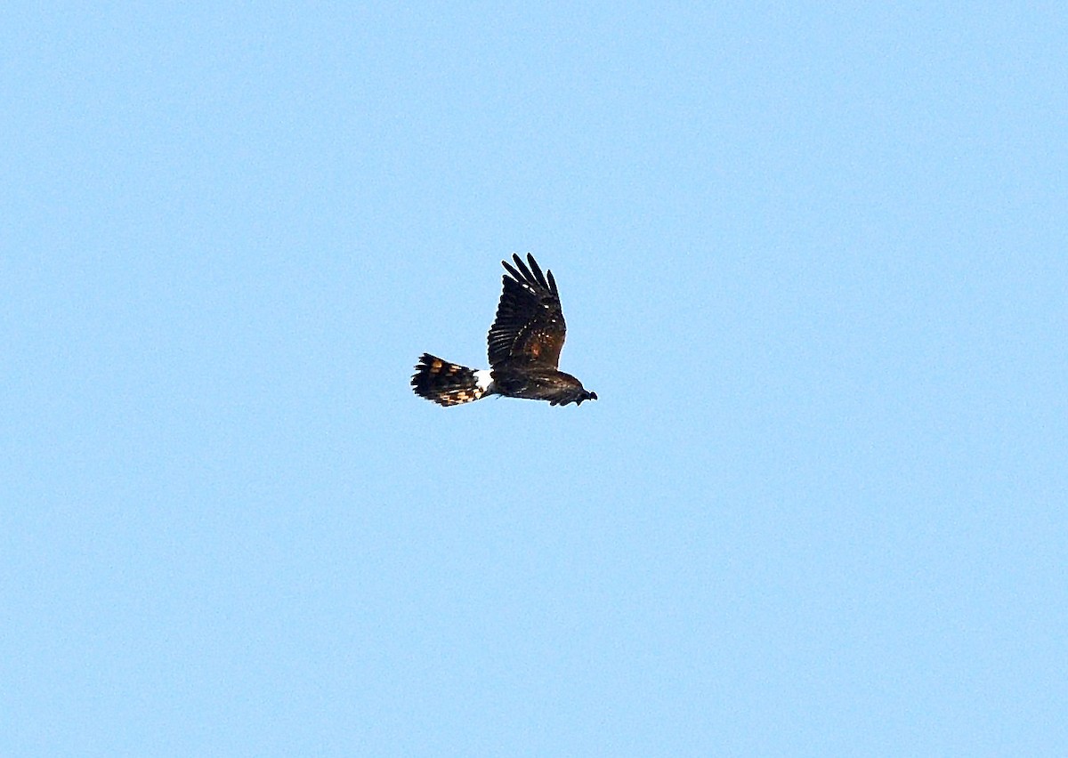 Northern Harrier - Tom Long