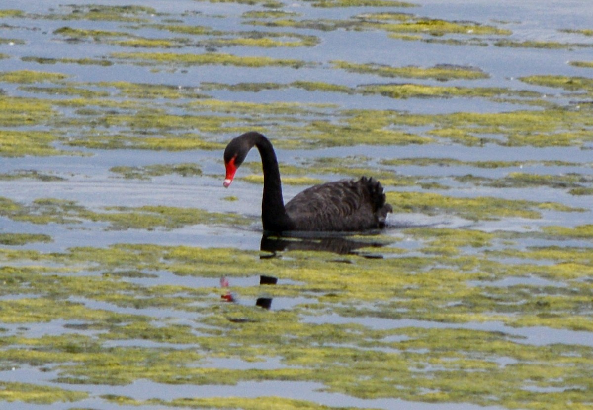 Cisne Negro - ML623833901