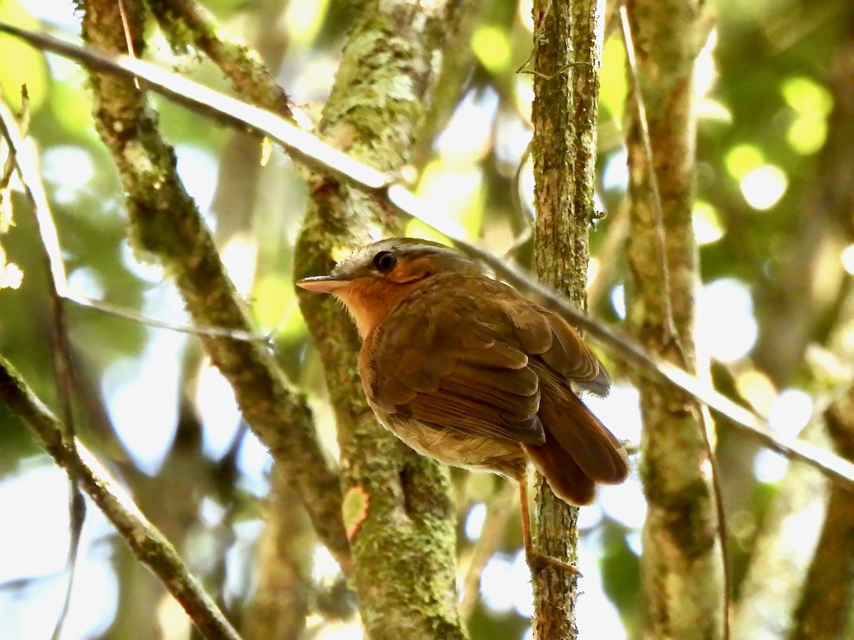 Rufous Gnateater - ML623833910