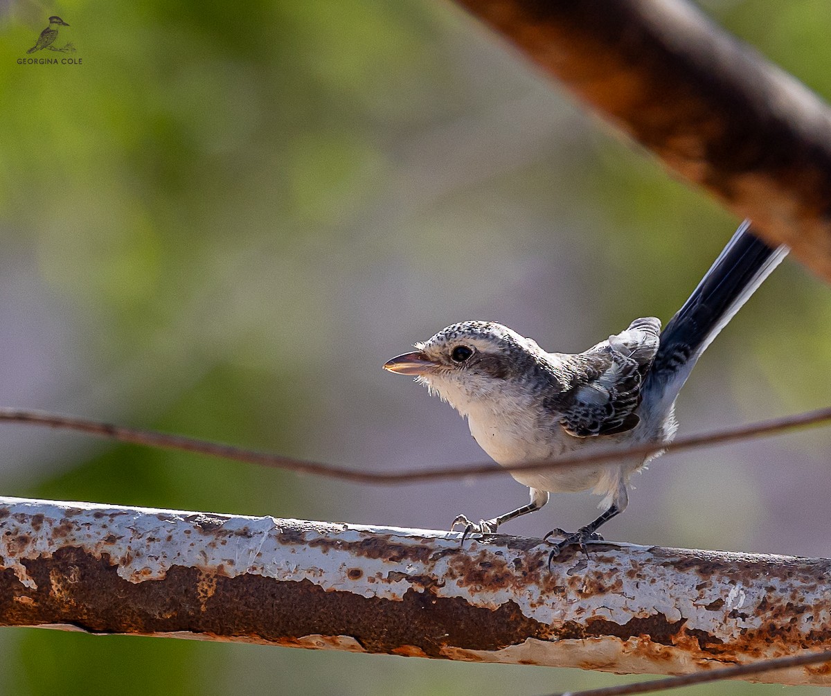 Masked Shrike - ML623833911