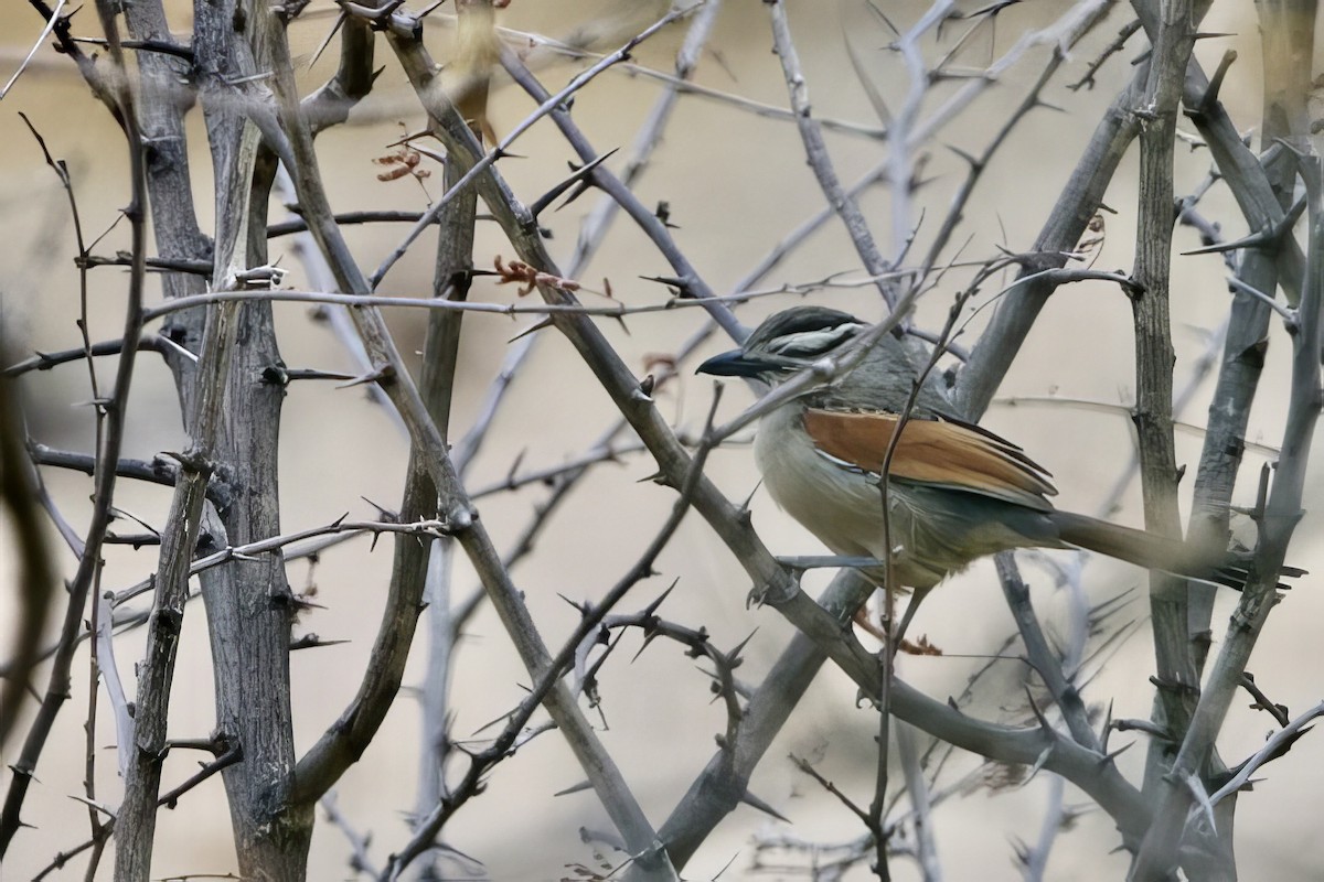 Brown-crowned Tchagra - ML623833929