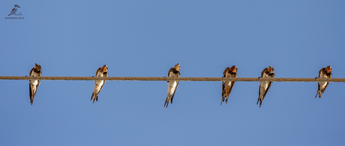 Barn Swallow - ML623833932