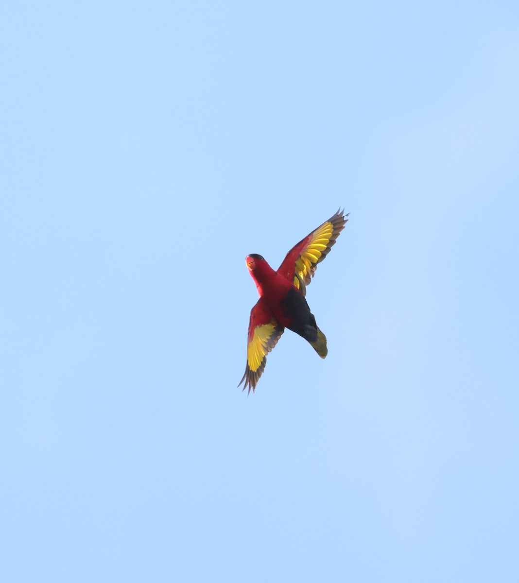 Black-capped Lory - ML623833986