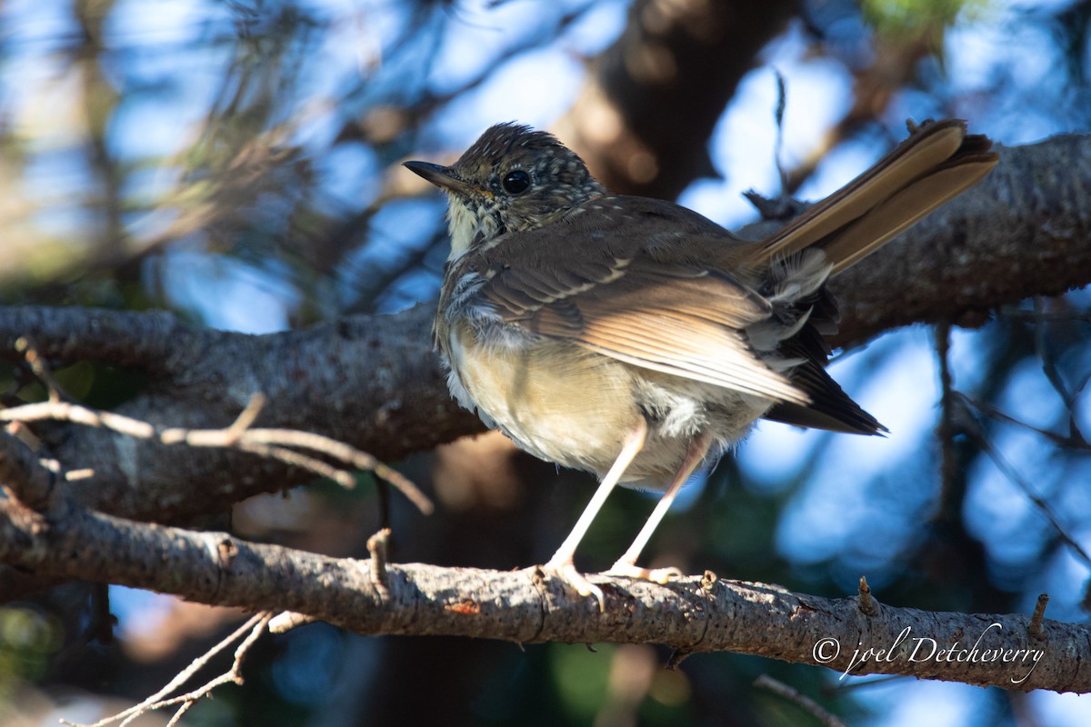 Hermit Thrush - ML623834026