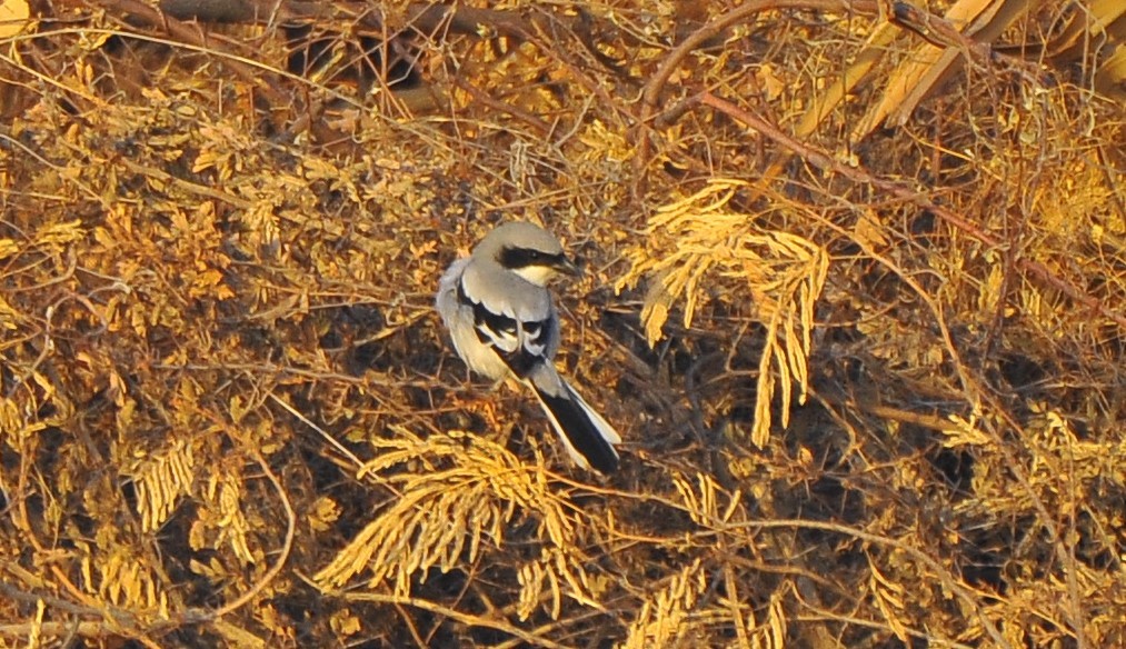 Great Gray Shrike - ML623834037