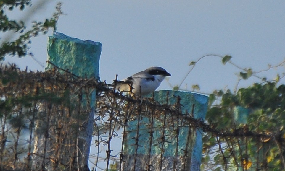 Great Gray Shrike - ML623834038