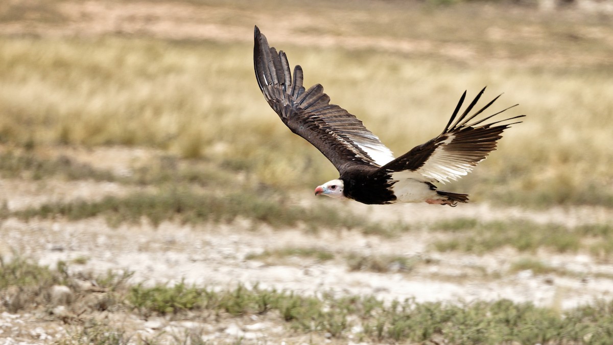 White-headed Vulture - ML623834046