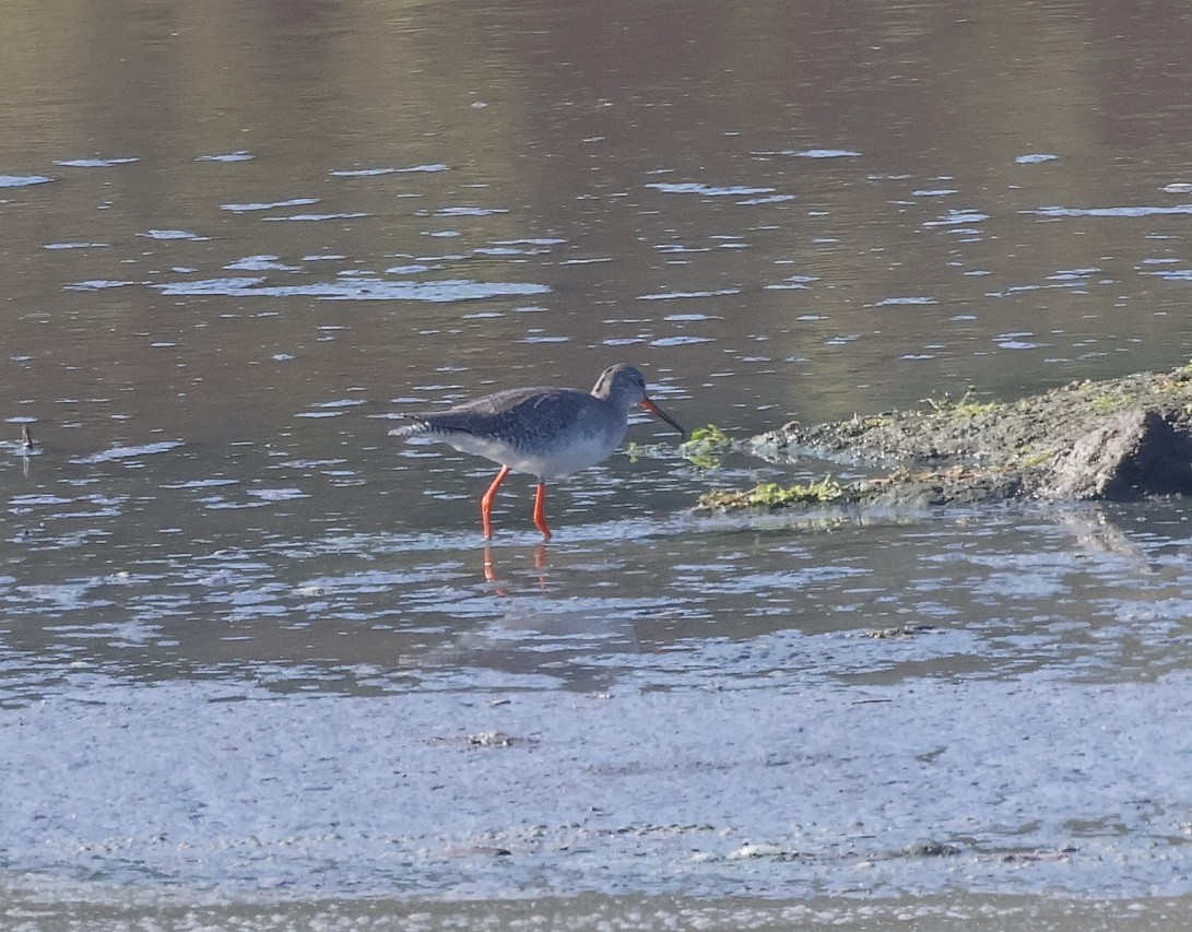 Spotted Redshank - ML623834074