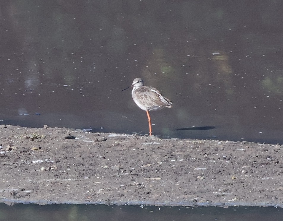 Spotted Redshank - ML623834081