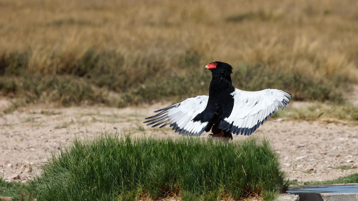 Bateleur des savanes - ML623834093