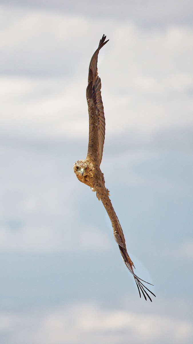 Bateleur des savanes - ML623834097