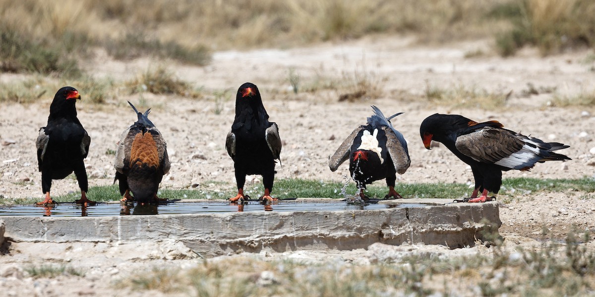 Bateleur des savanes - ML623834129