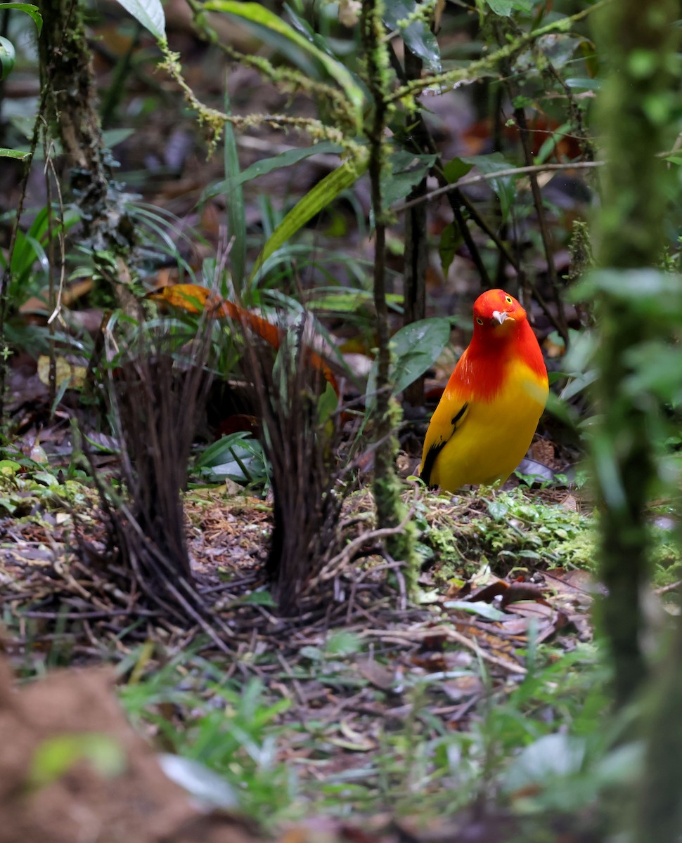 Flame Bowerbird - ML623834130