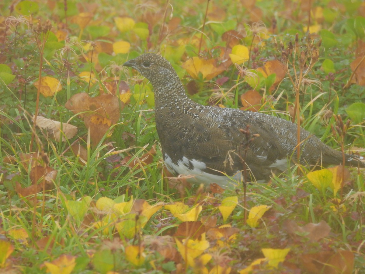 Rock Ptarmigan - Julie Y