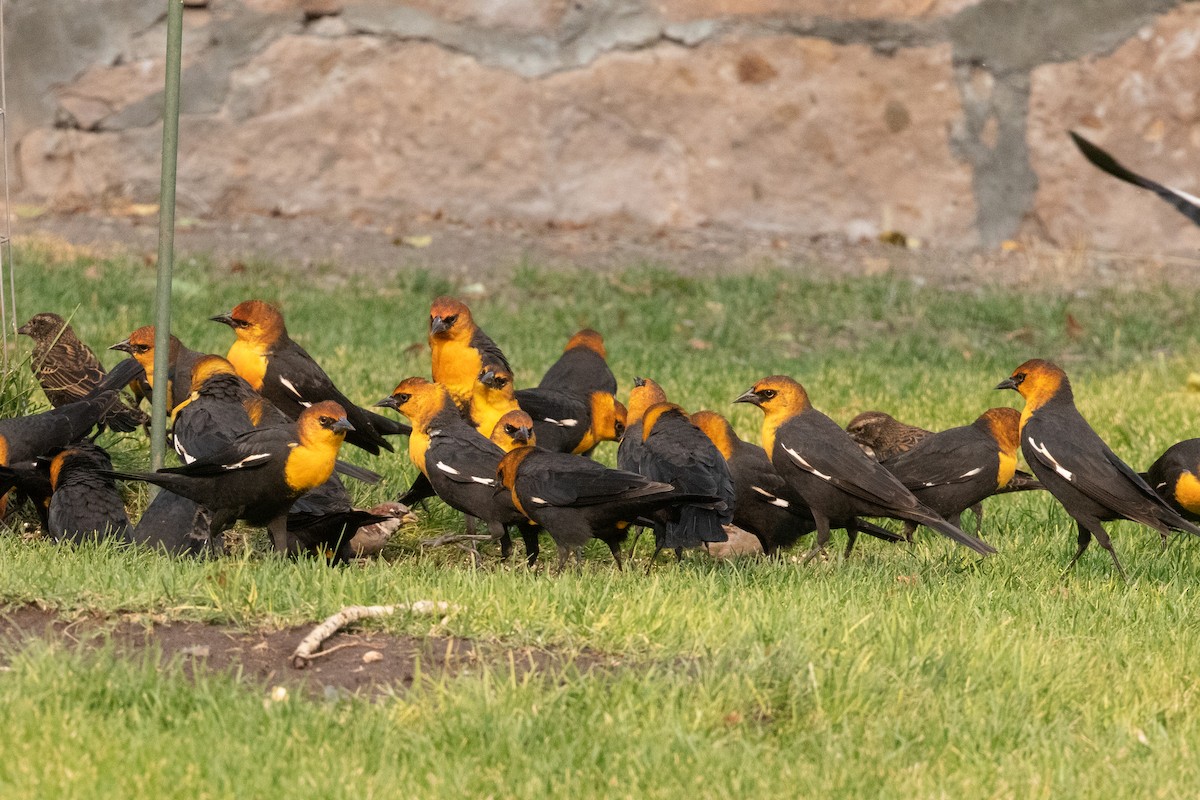 Yellow-headed Blackbird - ML623834225