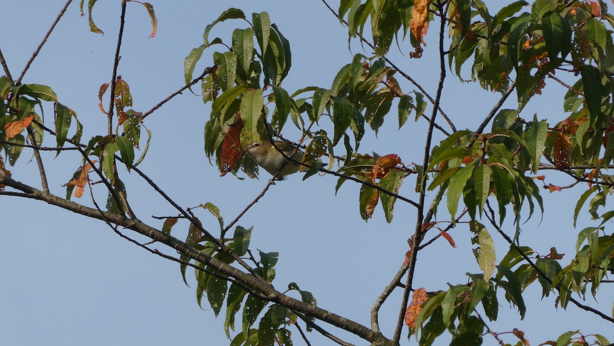 Philadelphia Vireo - ML623834236