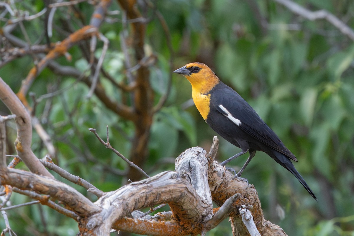 Yellow-headed Blackbird - ML623834240