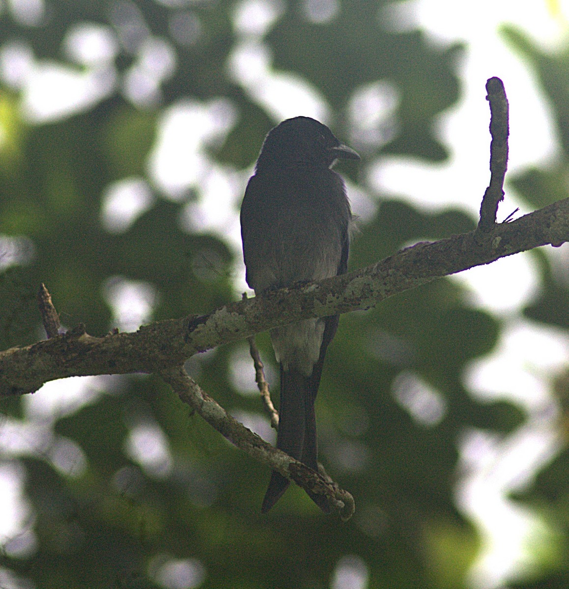 White-bellied Drongo - ML623834241