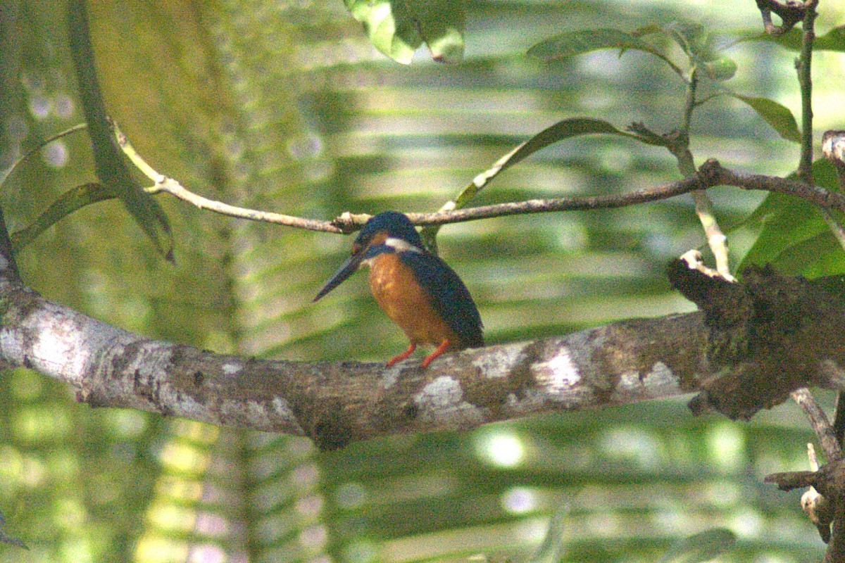 Common Kingfisher - ML623834243