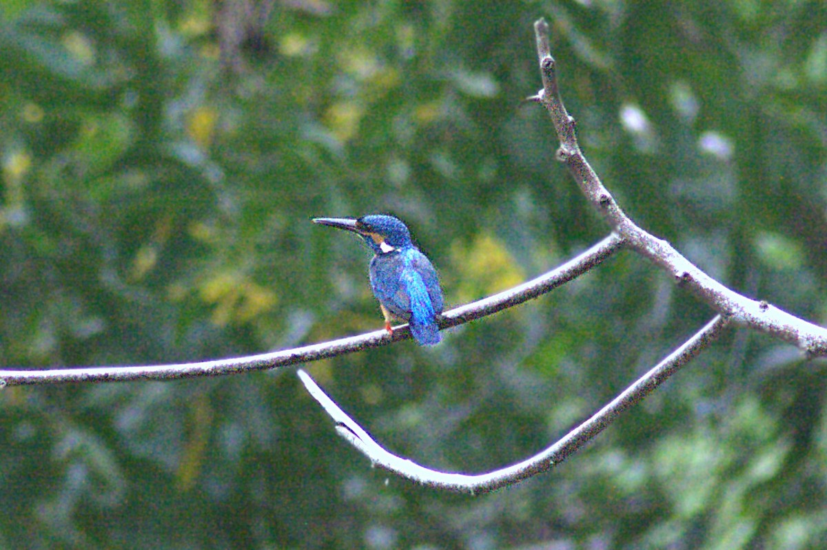 Common Kingfisher - ML623834244