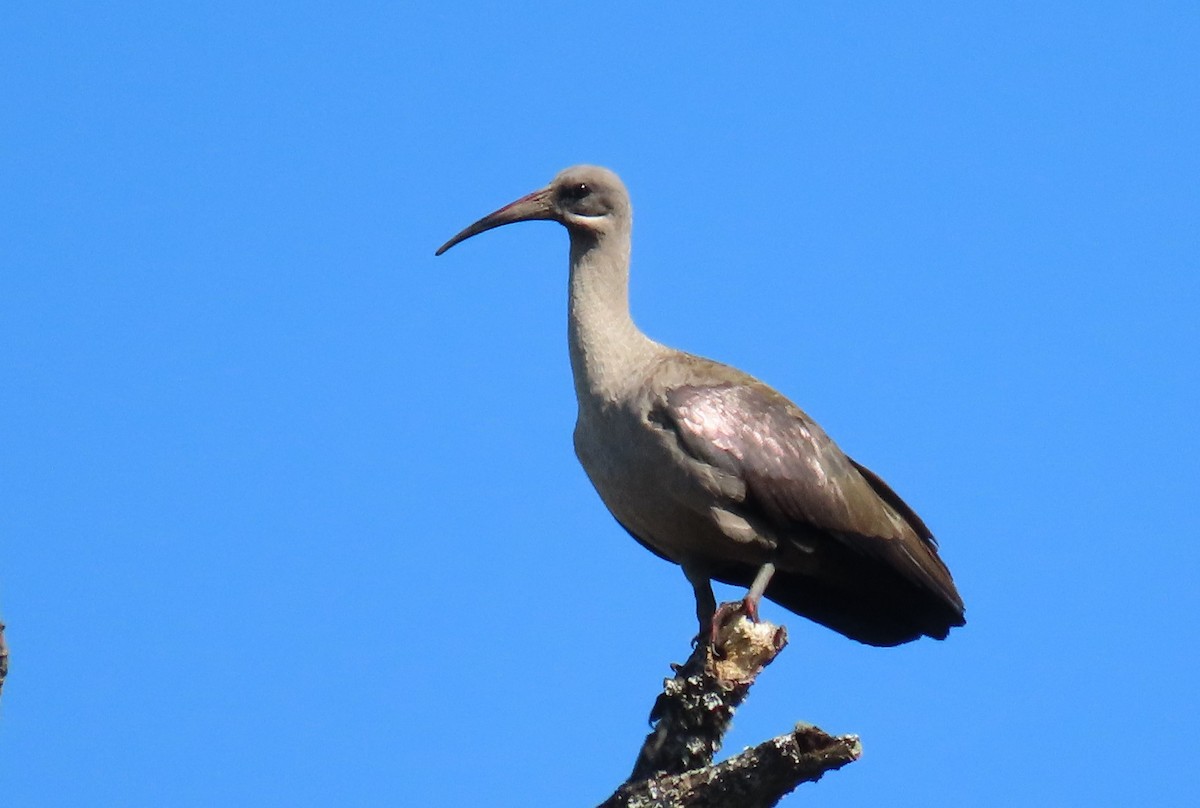 Hadada Ibis - ML623834262