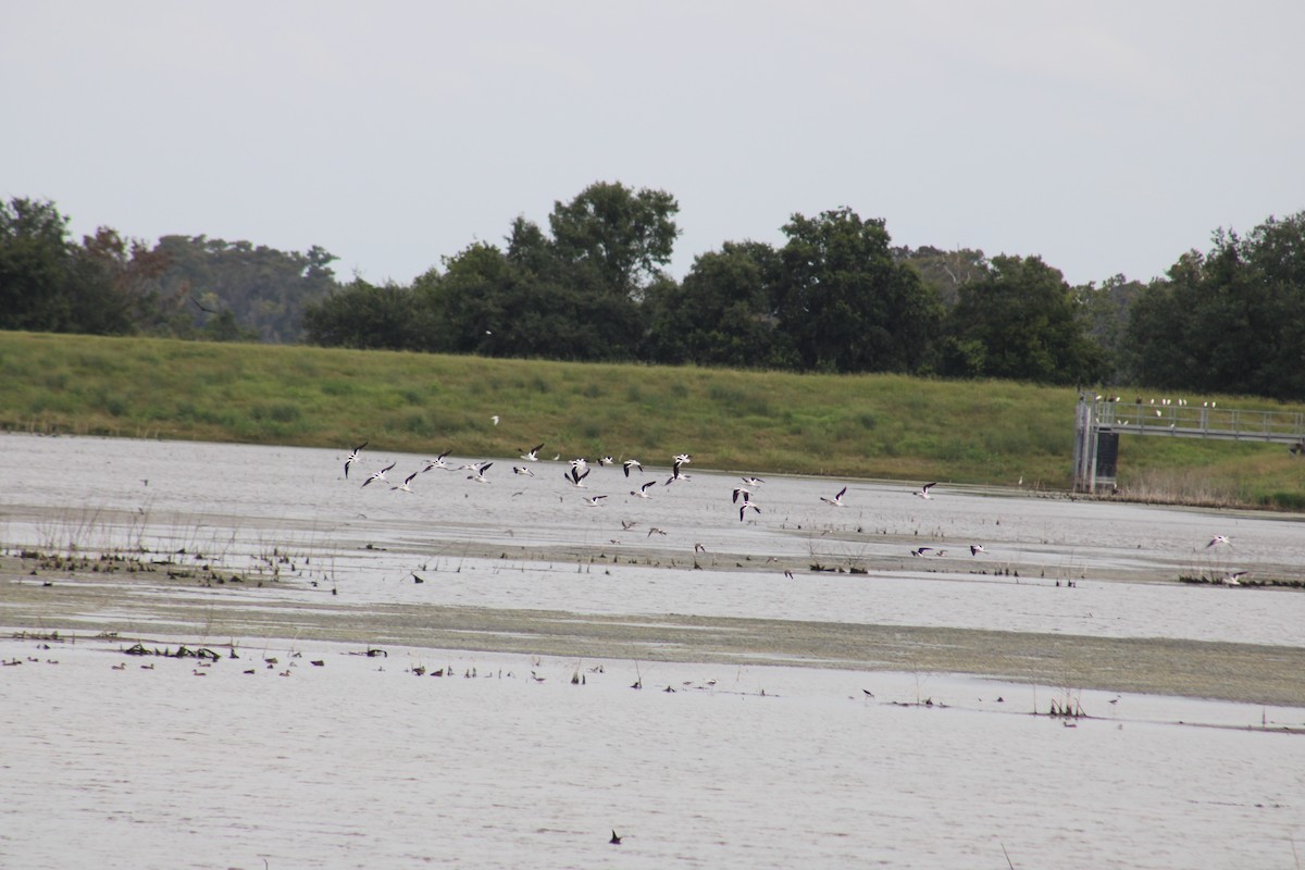 Avoceta Americana - ML623834265