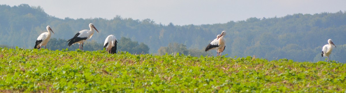 White Stork - ML623834298