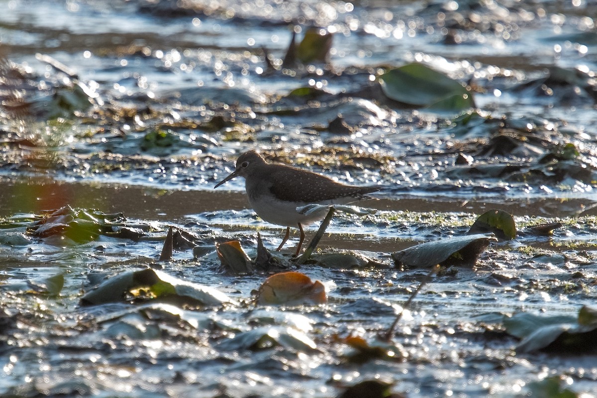 Solitary Sandpiper - ML623834299