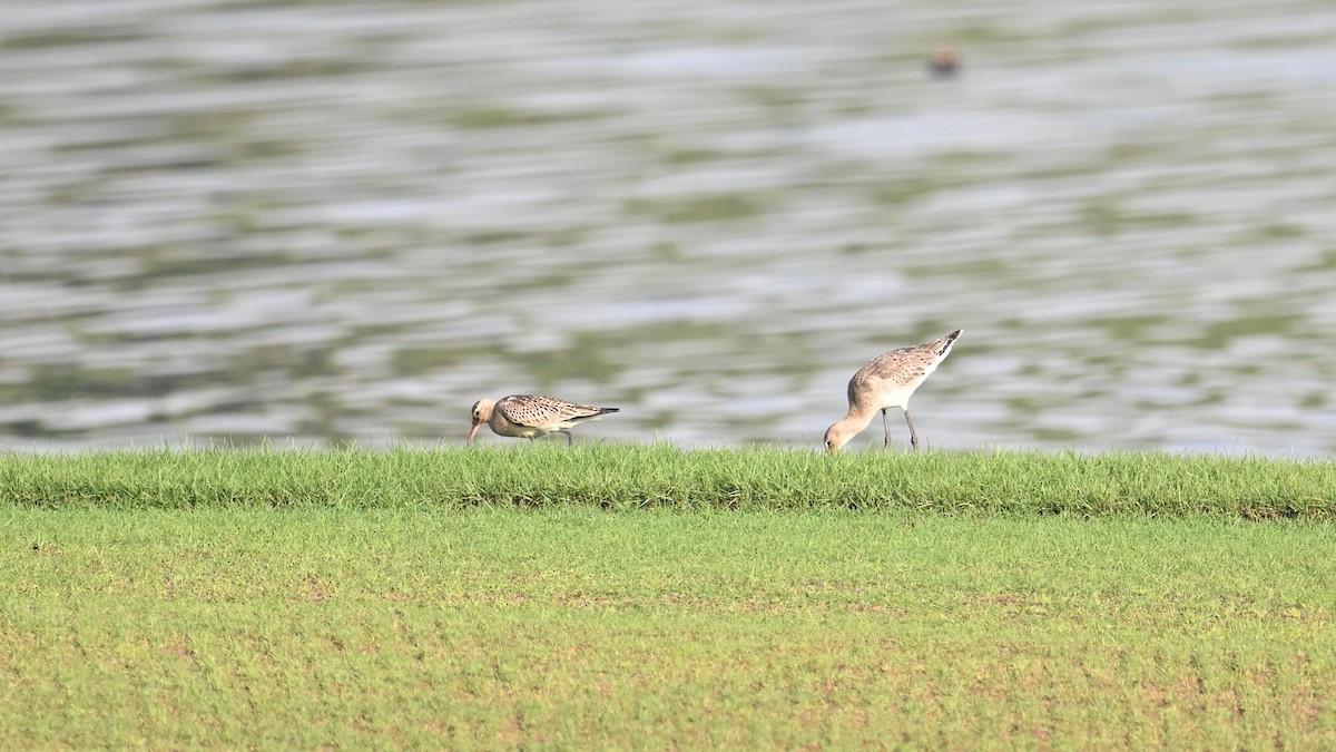 Грицик великий (підвид limosa) - ML623834300