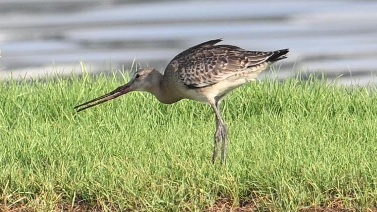 Грицик великий (підвид limosa) - ML623834301