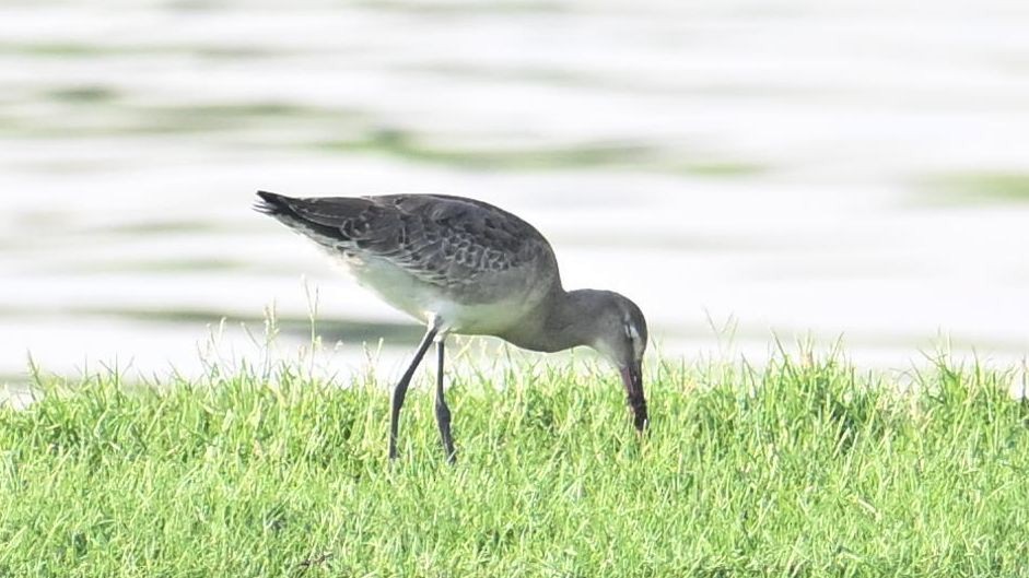 Грицик великий (підвид limosa) - ML623834302