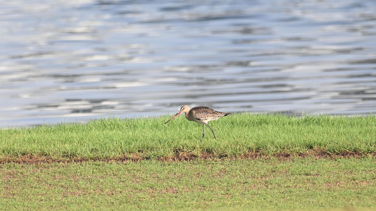 Грицик великий (підвид limosa) - ML623834303