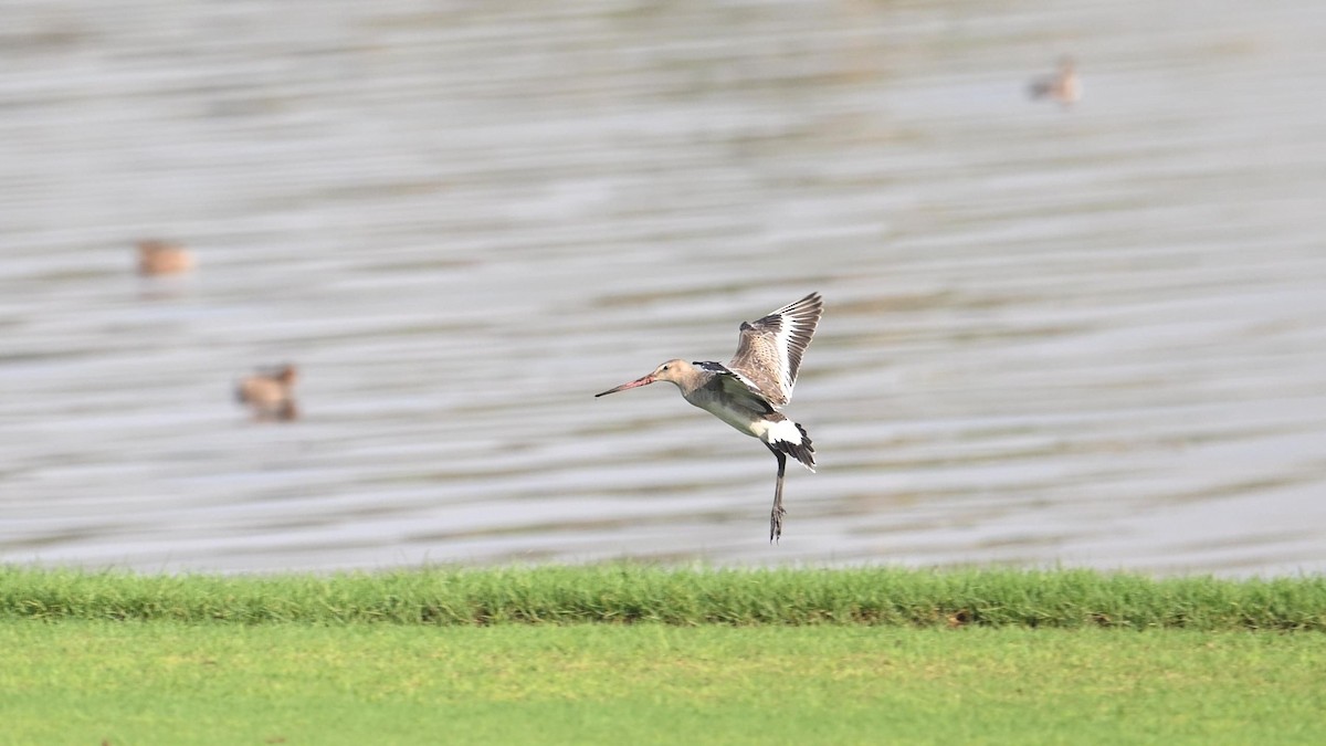 Грицик великий (підвид limosa) - ML623834304