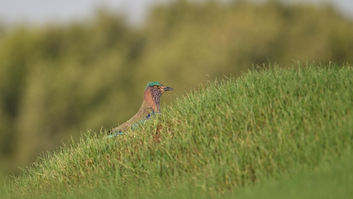 Indian Roller - ML623834409