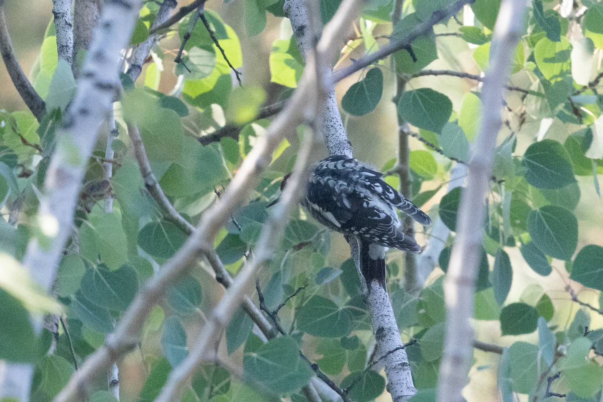 Red-naped Sapsucker - ML623834410