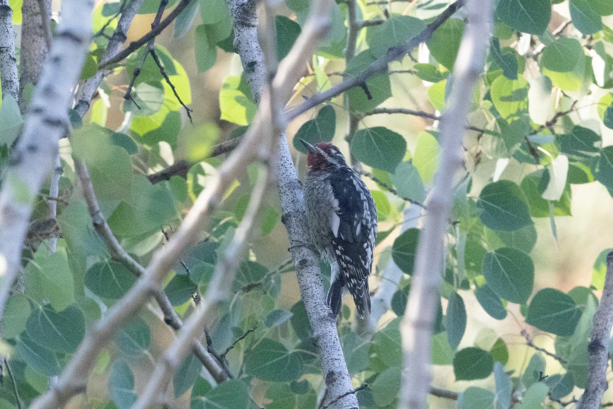 Red-naped Sapsucker - ML623834411