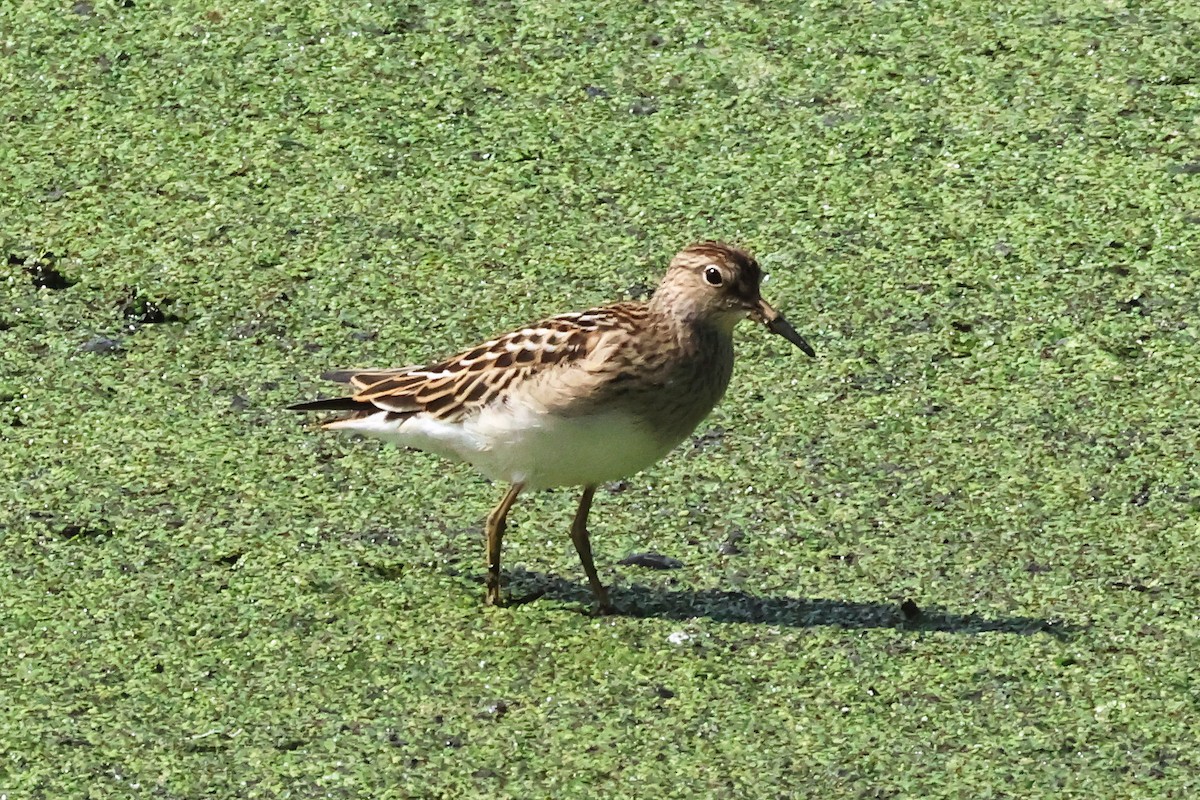 Pectoral Sandpiper - ML623834424