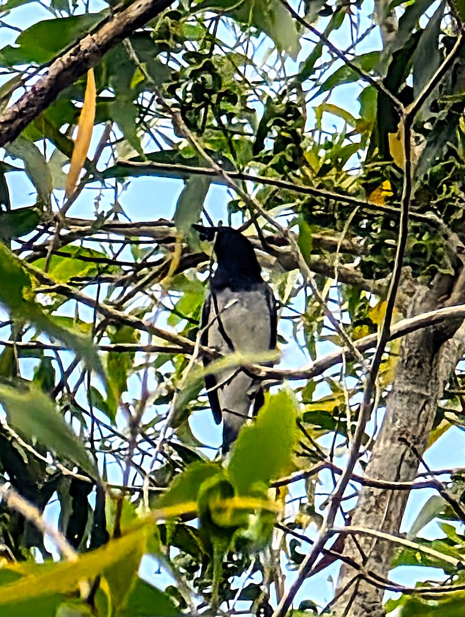 Black-headed Cuckooshrike - ML623834463