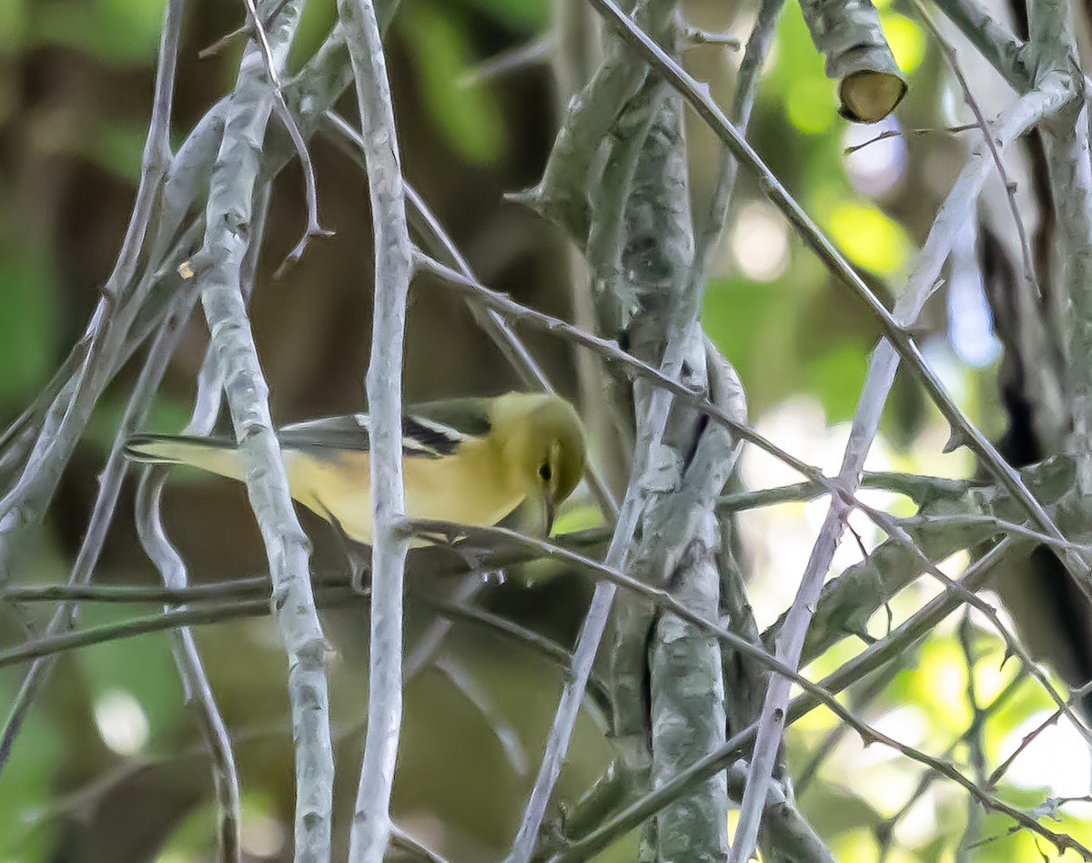 Bay-breasted Warbler - ML623834472