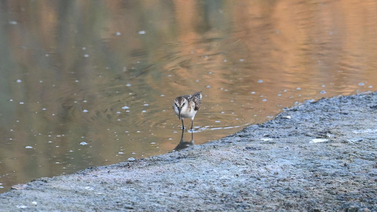 Little Stint - ML623834488