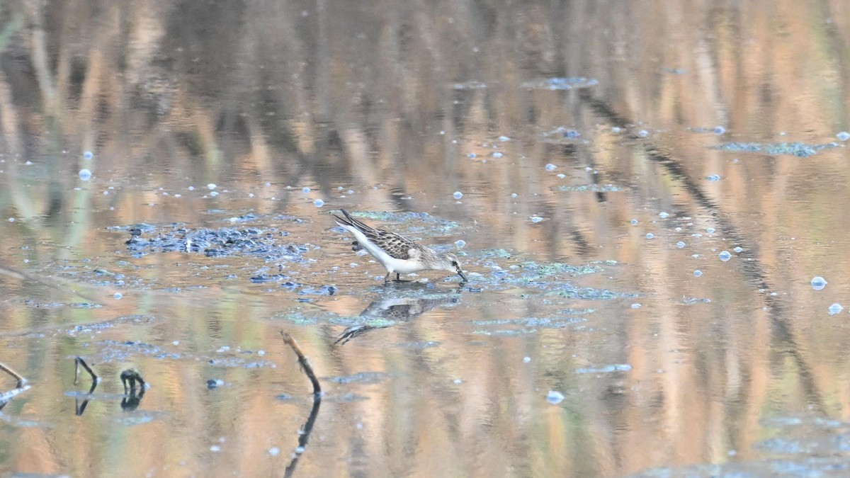 Little Stint - ML623834491