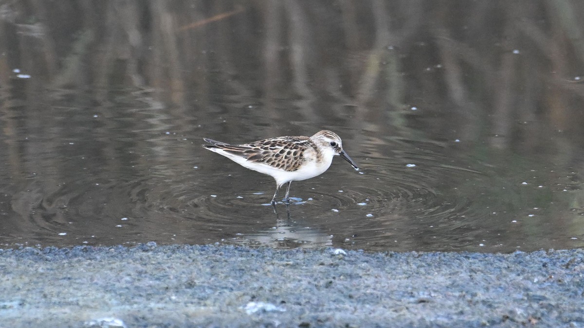 Little Stint - ML623834494