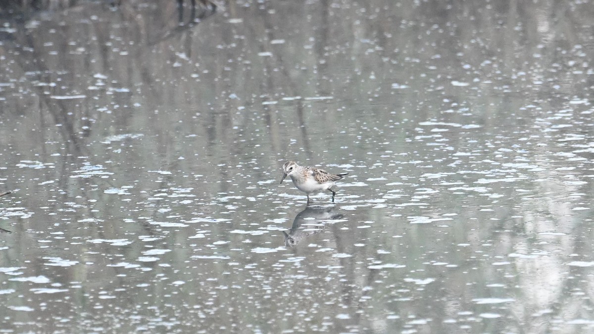 Little Stint - ML623834495