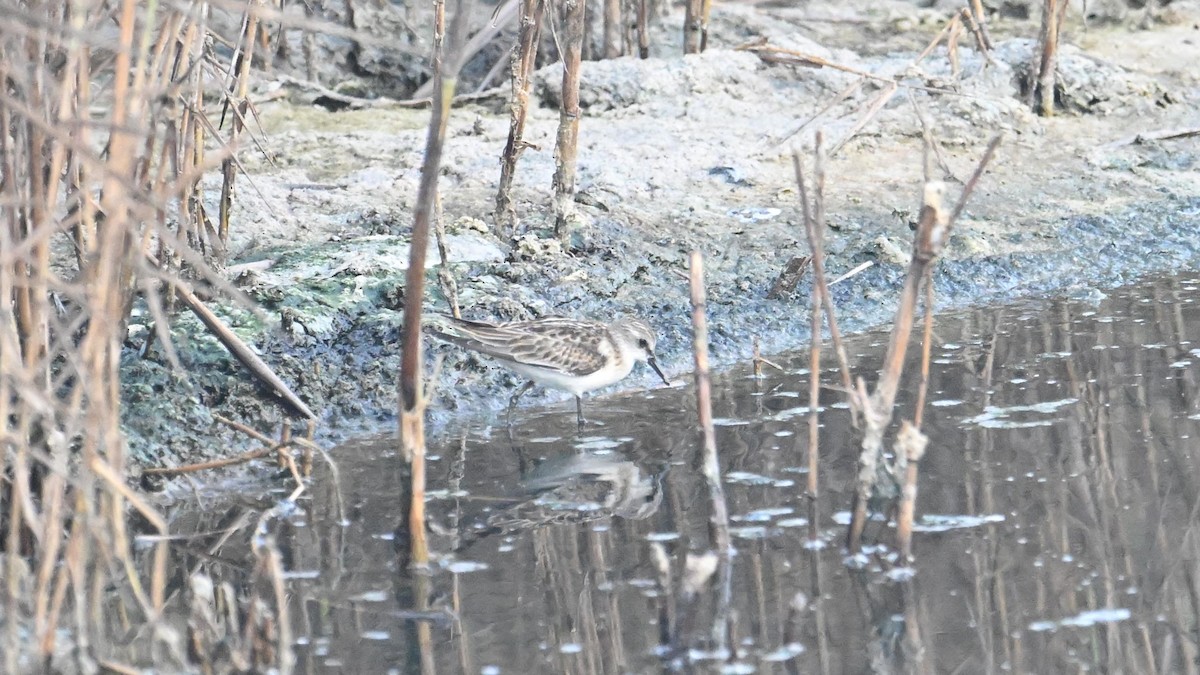 Little Stint - ML623834497