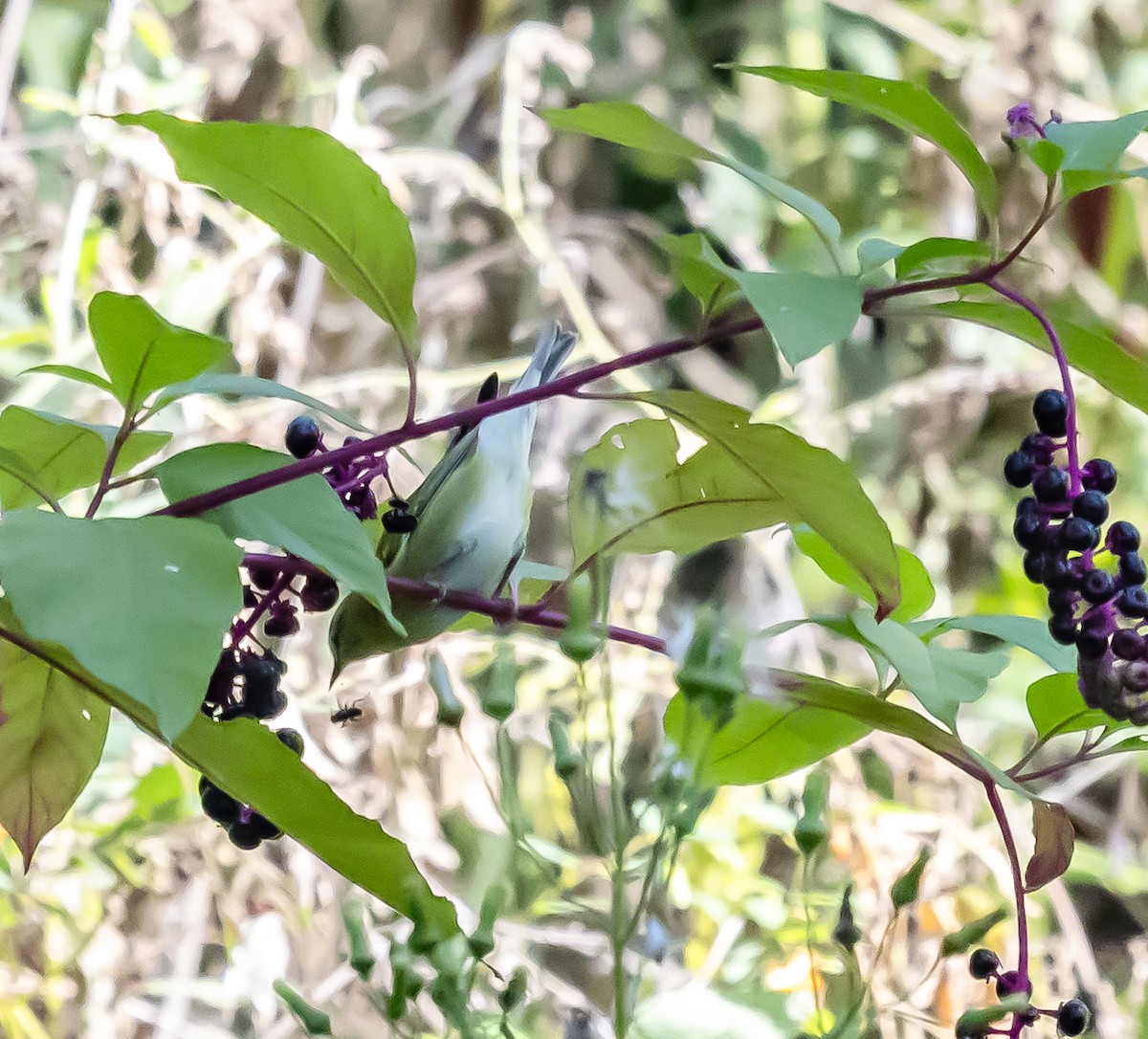 Tennessee Warbler - ML623834499