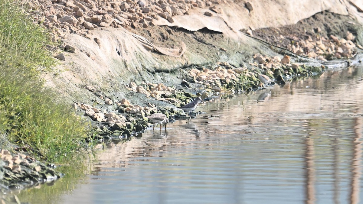 Temminck's Stint - ML623834502